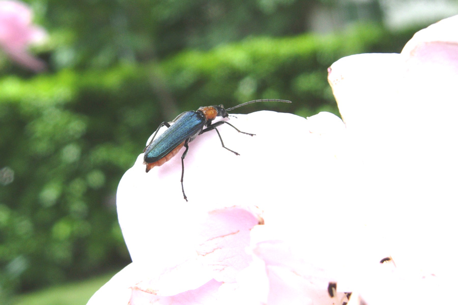 Alcuni Cantharidae, un Oedemeridae e un Cerambycidae